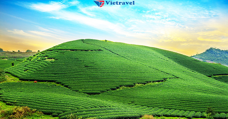Thông tin của tour: 	Mộc Châu - Bạt ngàn sắc xanh 
