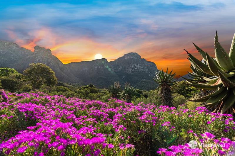 Thông tin của tour: Nam Phi - Hành Trình Khám Phá Lục Địa Đen: Johannesburg - Pretoria-Sun City - Cape Town  | Mùa Hoa Phượng Tím