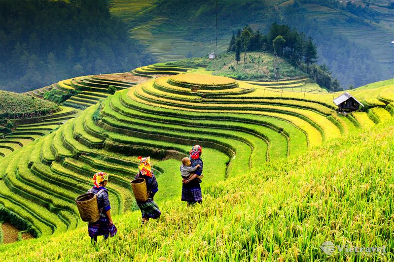 Ảnh tour: Nghĩa Lộ - Tú Lệ - Mù Cang Chải (Checkin đồi mâm xôi)